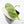 Philodendron Hederaceum Albo Variegated 