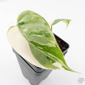 Philodendron Hederaceum Albo Variegated "Heartleaf" (wk21-J)