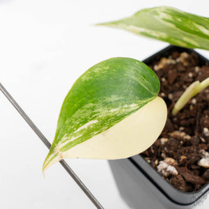 Philodendron Hederaceum Albo Variegated "Heartleaf" (wk21-J)