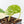 Philodendron Hederaceum Albo Variegated 