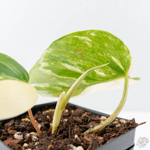 Philodendron Hederaceum Albo Variegated "Heartleaf" (wk21-J)