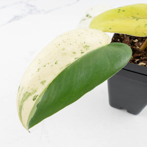 Philodendron Ilsemanii by Kunzo (wk32-C)