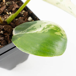 Philodendron Ilsemanii by Kunzo (wk32-C)