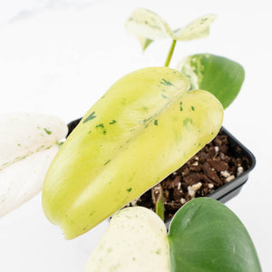 Philodendron Ilsemanii by Kunzo (wk32-C)