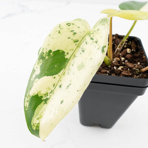 Philodendron Ilsemanii by Kunzo (wk32-C)