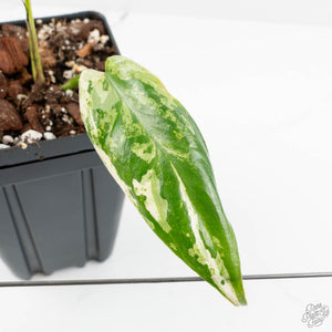 Philodendron Ilsemanii *Kunzo Lineage* (wk18-I)