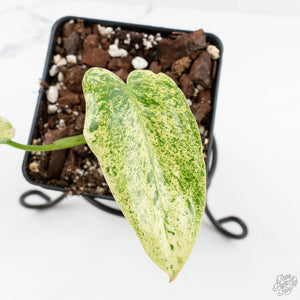 Philodendron Ilsemanii *Kunzo Lineage* (wk18-I)