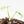 Philodendron Ilsemanii *Kunzo Lineage* (wk18-I)