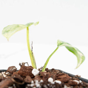 Philodendron Ilsemanii *Kunzo Lineage* (wk18-I)