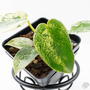 Philodendron Ilsemanii *Kunzo Lineage* (wk21-D)