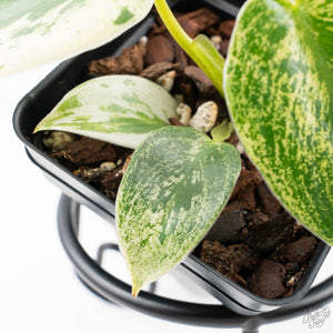 Philodendron Ilsemanii *Kunzo Lineage* (wk21-D)