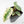 Philodendron Ilsemanii *Kunzo Lineage* (wk21-D)