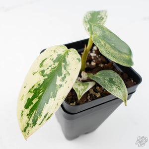 Philodendron Ilsemanii *Kunzo Lineage* (wk21-D)