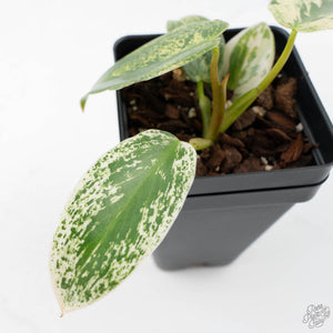 Philodendron Ilsemanii *Kunzo Lineage* (wk21-D)