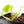 Philodendron Ilsemanii *Kunzo Lineage* (wk21-D)