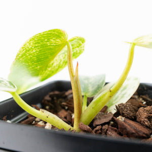 Philodendron Ilsemanii *Kunzo Lineage* (wk21-D)