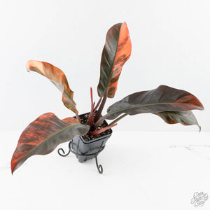 Philodendron 'Imperial Red' Variegated (wk28-UG)