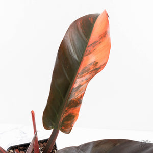 Philodendron 'Imperial Red' Variegated (wk28-UG)