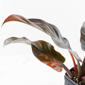Philodendron 'Imperial Red' Variegated (wk28-UG)