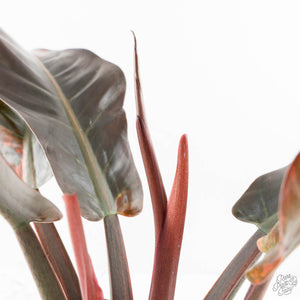 Philodendron 'Imperial Red' Variegated (wk28-UG)