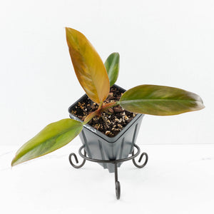 Philodendron 'Imperial Red' Variegated (wk31-UM)