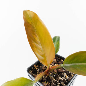 Philodendron 'Imperial Red' Variegated (wk31-UM)