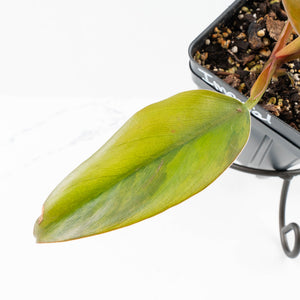 Philodendron 'Imperial Red' Variegated (wk31-UM)