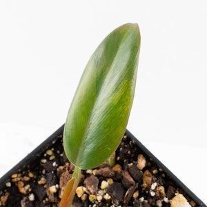 Philodendron 'Imperial Red' Variegated (wk31-UM)