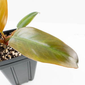 Philodendron 'Imperial Red' Variegated (wk31-UM)