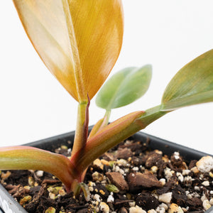Philodendron 'Imperial Red' Variegated (wk31-UM)