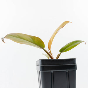 Philodendron 'Imperial Red' Variegated (wk31-UM)