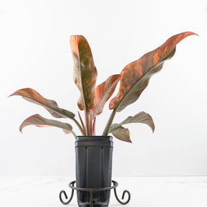Philodendron 'Imperial Red' Variegated (wk35-U46)