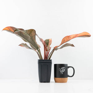 Philodendron 'Imperial Red' Variegated (wk35-U46)
