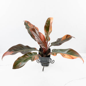 Philodendron 'Imperial Red' Variegated (wk35-U46)