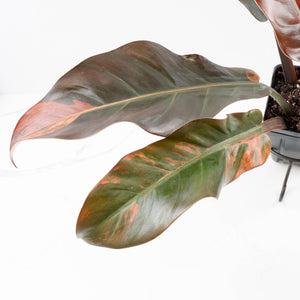 Philodendron 'Imperial Red' Variegated (wk35-U46)