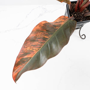 Philodendron 'Imperial Red' Variegated (wk35-U46)