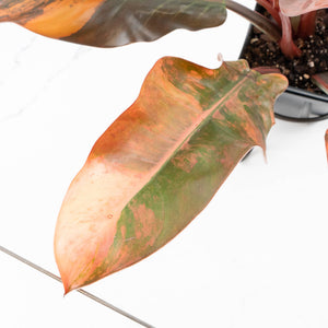 Philodendron 'Imperial Red' Variegated (wk35-U46)