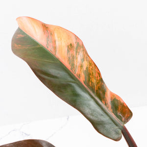 Philodendron 'Imperial Red' Variegated (wk35-U46)