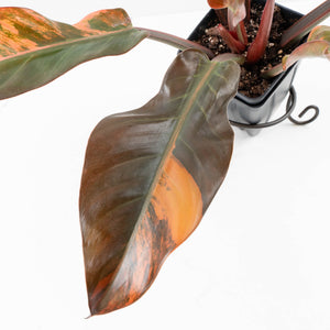 Philodendron 'Imperial Red' Variegated (wk35-U46)