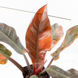 Philodendron 'Imperial Red' Variegated (wk35-U46)