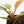 Philodendron 'Imperial Red' Variegated (wk38-U86)
