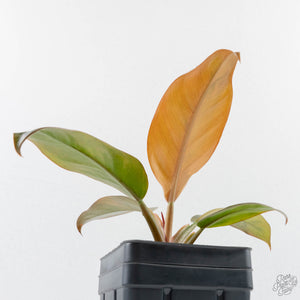 Philodendron 'Imperial Red' Variegated (wk38-U86)