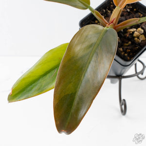 Philodendron 'Imperial Red' Variegated (wk38-U86)