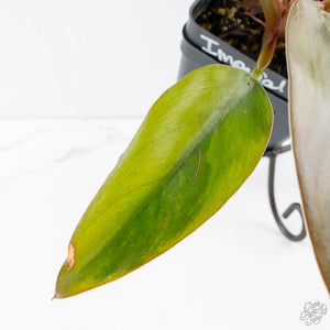 Philodendron 'Imperial Red' Variegated (wk38-U86)