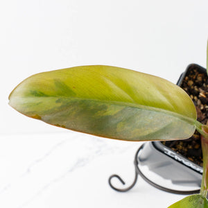 Philodendron 'Imperial Red' Variegated (wk38-U86)