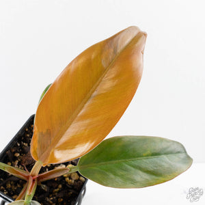 Philodendron 'Imperial Red' Variegated (wk38-U86)