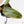 Philodendron 'Imperial Red' Variegated (wk38-U86)