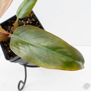 Philodendron 'Imperial Red' Variegated (wk38-U86)