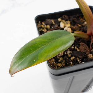Philodendron 'Imperial Red' Variegated (wk38-U86)