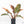 Philodendron 'Imperial Red' Variegated (wk19-UK)